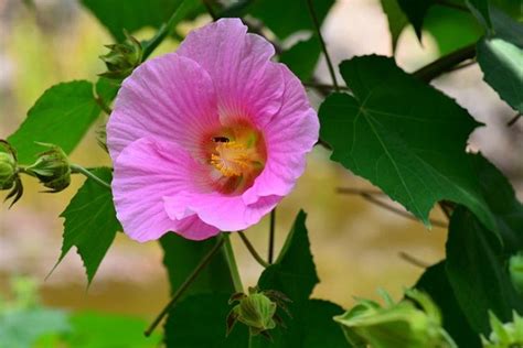 芙蓉用途|木芙蓉（锦葵科木槿属植物）